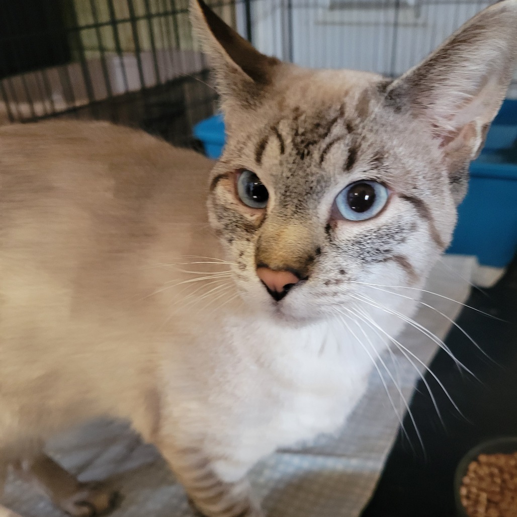 Gyoza, an adoptable Siamese in Park Falls, WI, 54552 | Photo Image 3