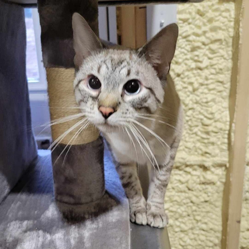 Gyoza, an adoptable Siamese in Park Falls, WI, 54552 | Photo Image 4