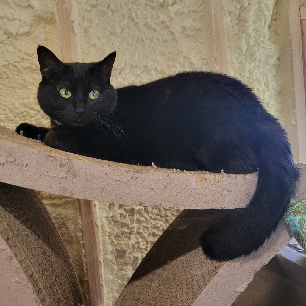 Sodapop (Half-Sponsored!), an adoptable Domestic Short Hair in Park Falls, WI, 54552 | Photo Image 1