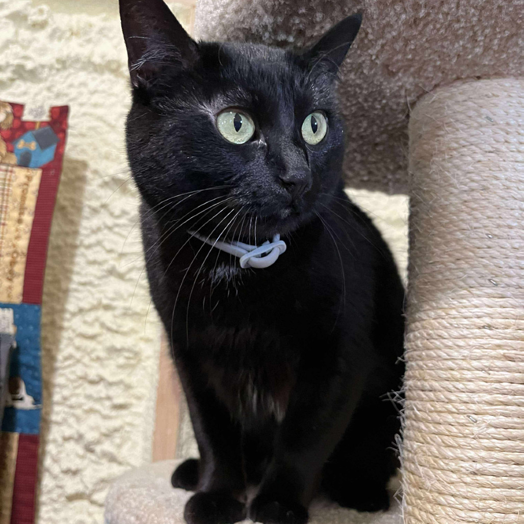 Sodapop (Half-Sponsored!), an adoptable Domestic Short Hair in Park Falls, WI, 54552 | Photo Image 1