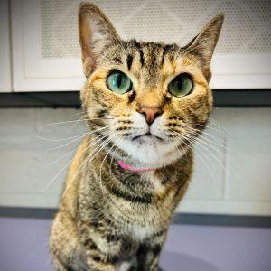 Rose&#39;, Adult Female Domestic Short Hair