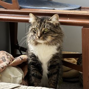 A big fluffy and reserved gentleman Mr Pibb is neutered microchipped uses the litterbox and is 