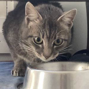 Faygo is a very shy and fearful cat who is looking for a home who will be very patient with