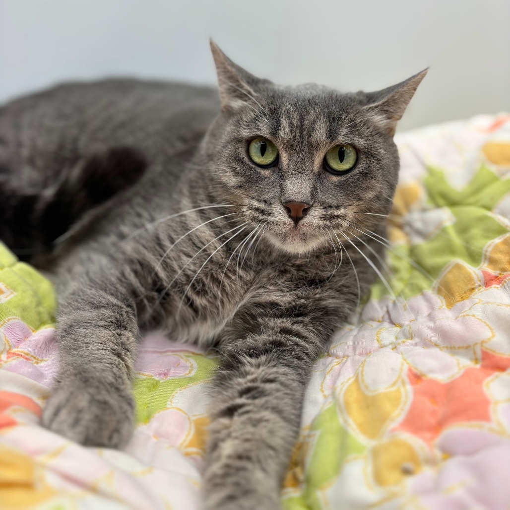 Velma--In Foster, an adoptable Domestic Short Hair in Fargo, ND, 58102 | Photo Image 1