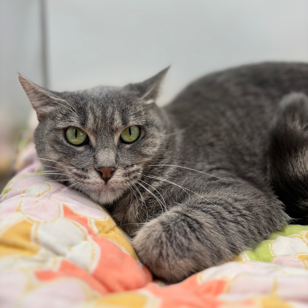 Velma--In Foster, an adoptable Domestic Short Hair in Fargo, ND, 58102 | Photo Image 2