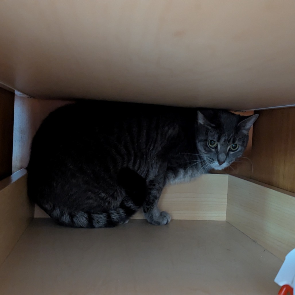 Velma--In Foster, an adoptable Domestic Short Hair in Fargo, ND, 58102 | Photo Image 3