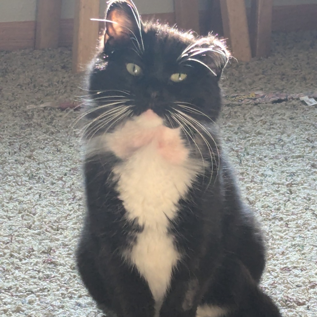 Bodie--In Foster, an adoptable Domestic Short Hair in Fargo, ND, 58102 | Photo Image 1