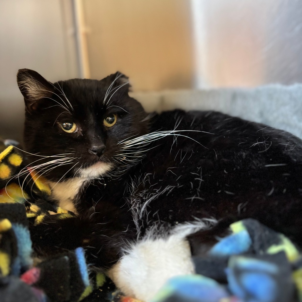 Bodie--In Foster, an adoptable Domestic Short Hair in Fargo, ND, 58102 | Photo Image 2