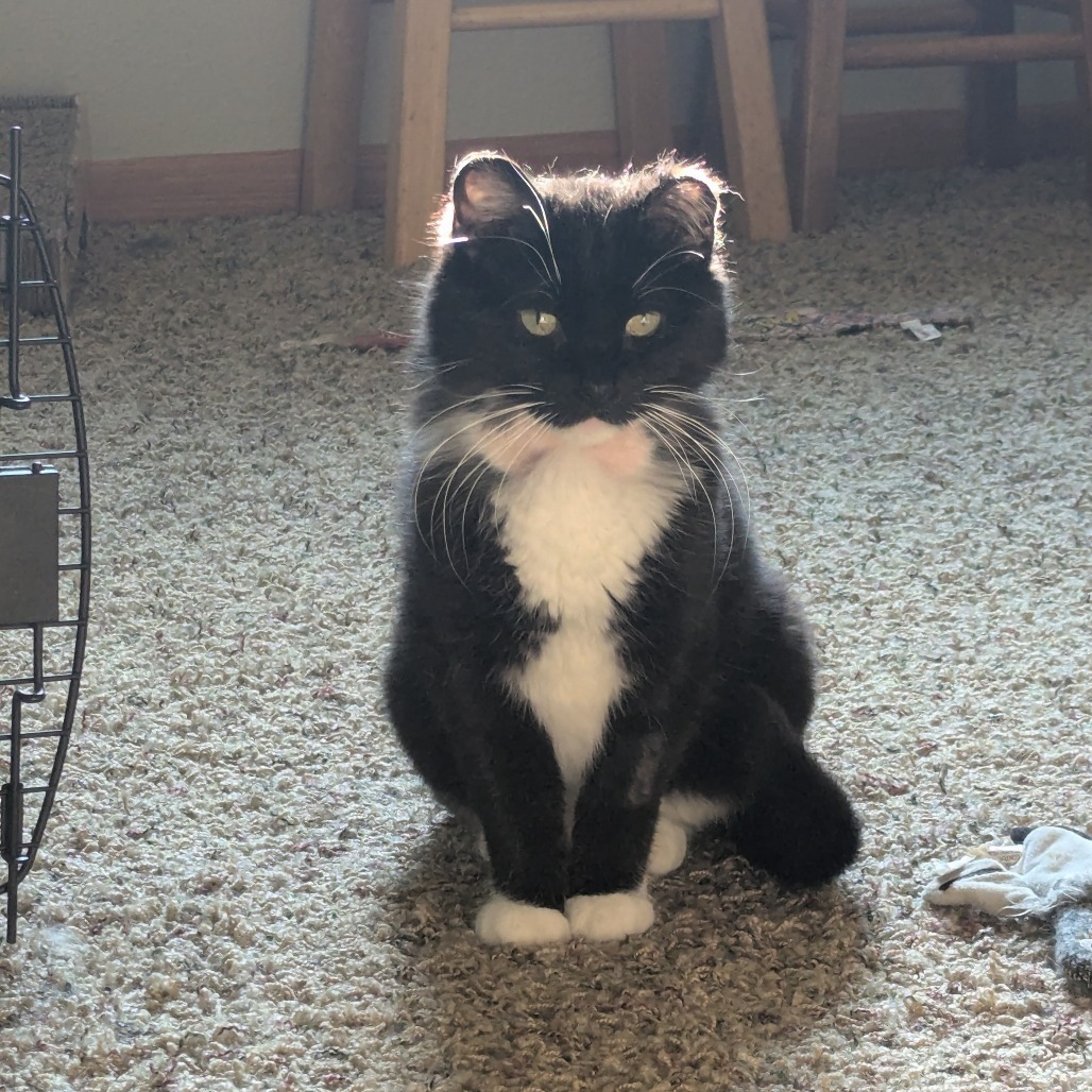 Bodie--In Foster, an adoptable Domestic Short Hair in Fargo, ND, 58102 | Photo Image 3