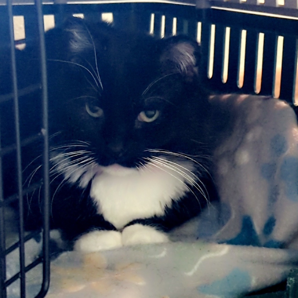 Bodie--In Foster, an adoptable Domestic Short Hair in Fargo, ND, 58102 | Photo Image 4