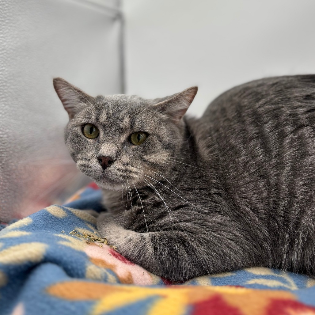 Darwin--In Foster, an adoptable Domestic Short Hair in Fargo, ND, 58102 | Photo Image 2
