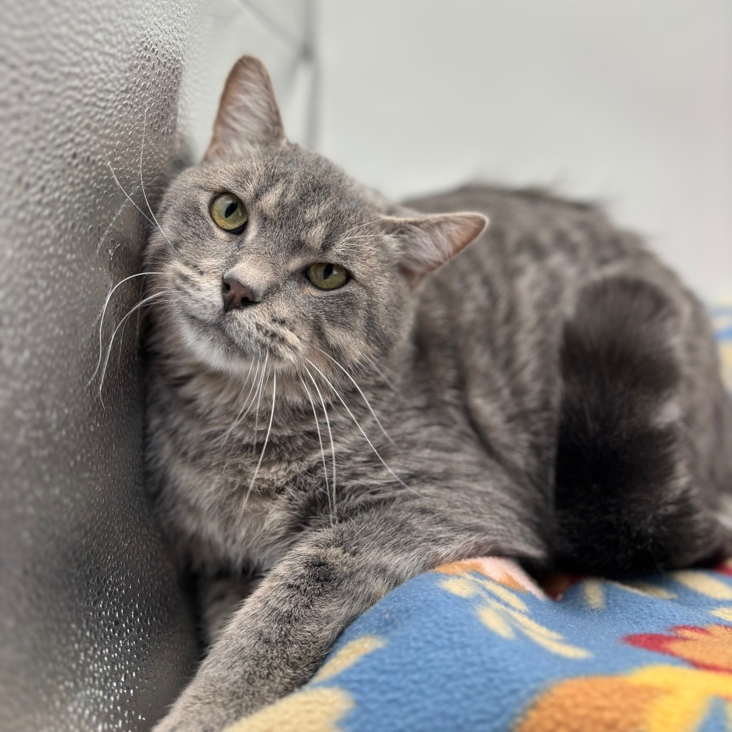 Darwin--In Foster, an adoptable Domestic Short Hair in Fargo, ND, 58102 | Photo Image 3