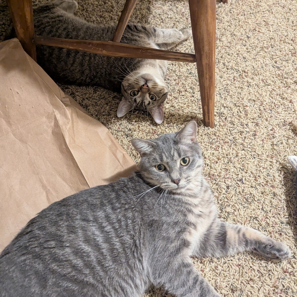 Darwin--In Foster