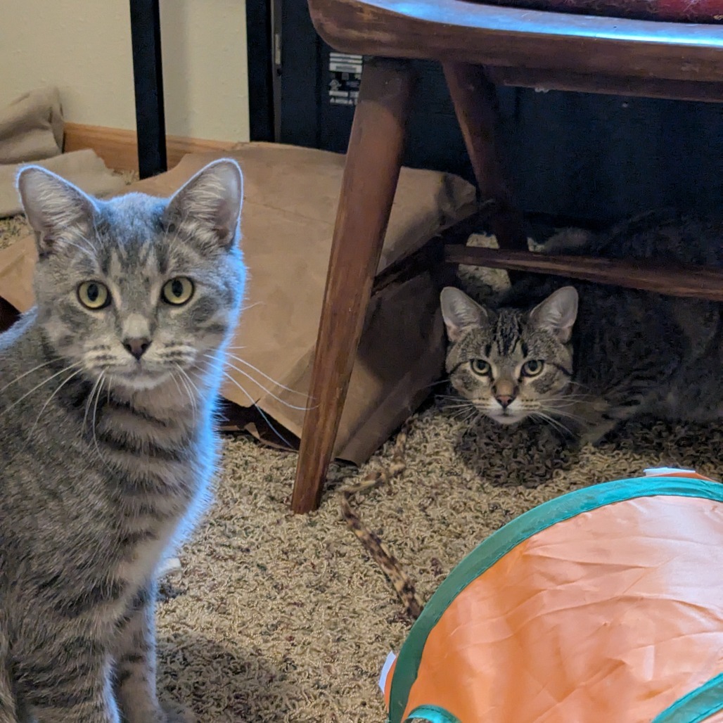 Darwin--In Foster