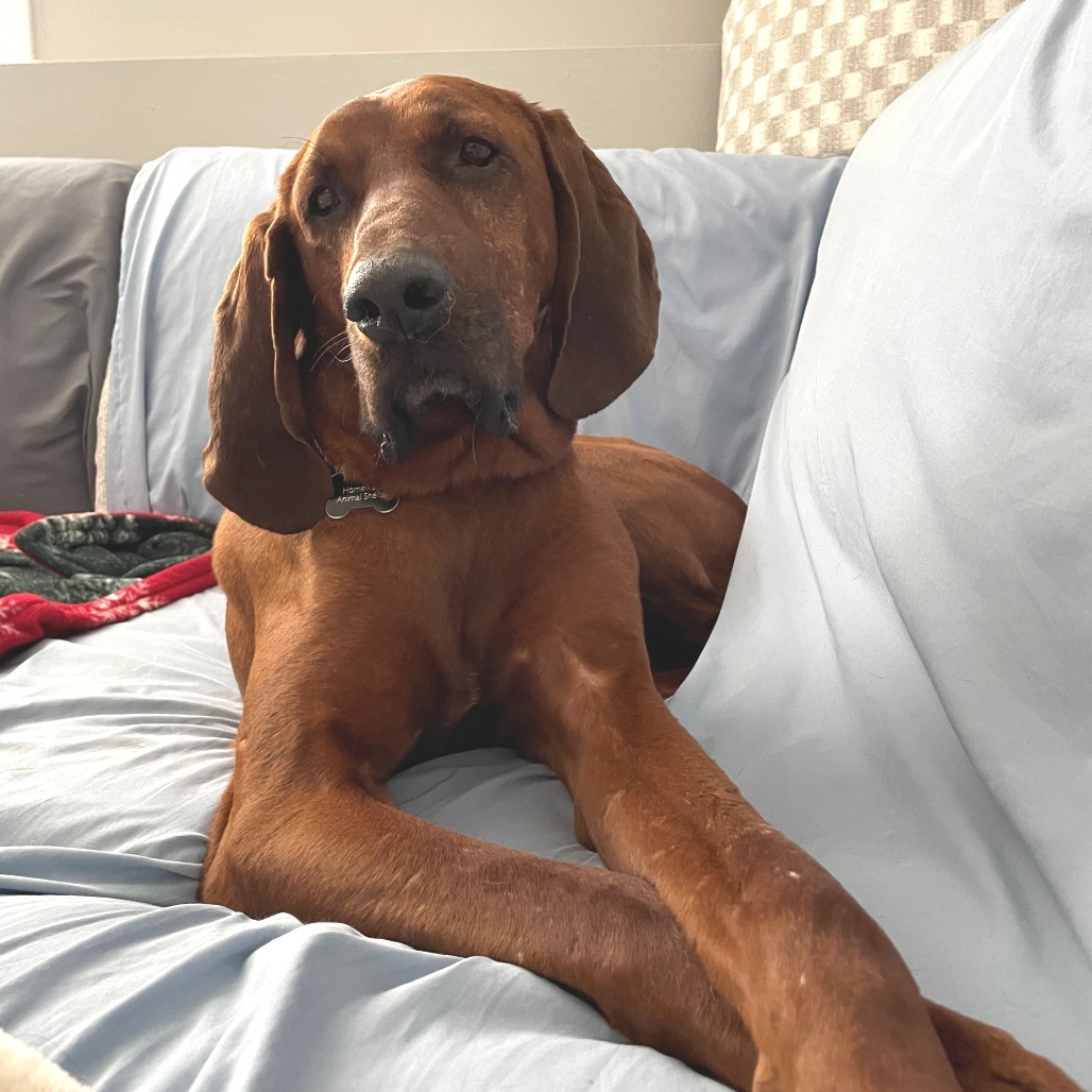 Ruby--In Foster
