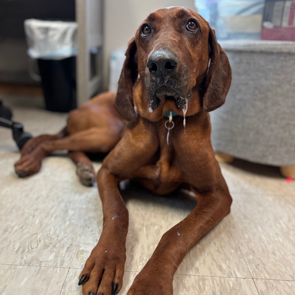 Ruby--In Foster