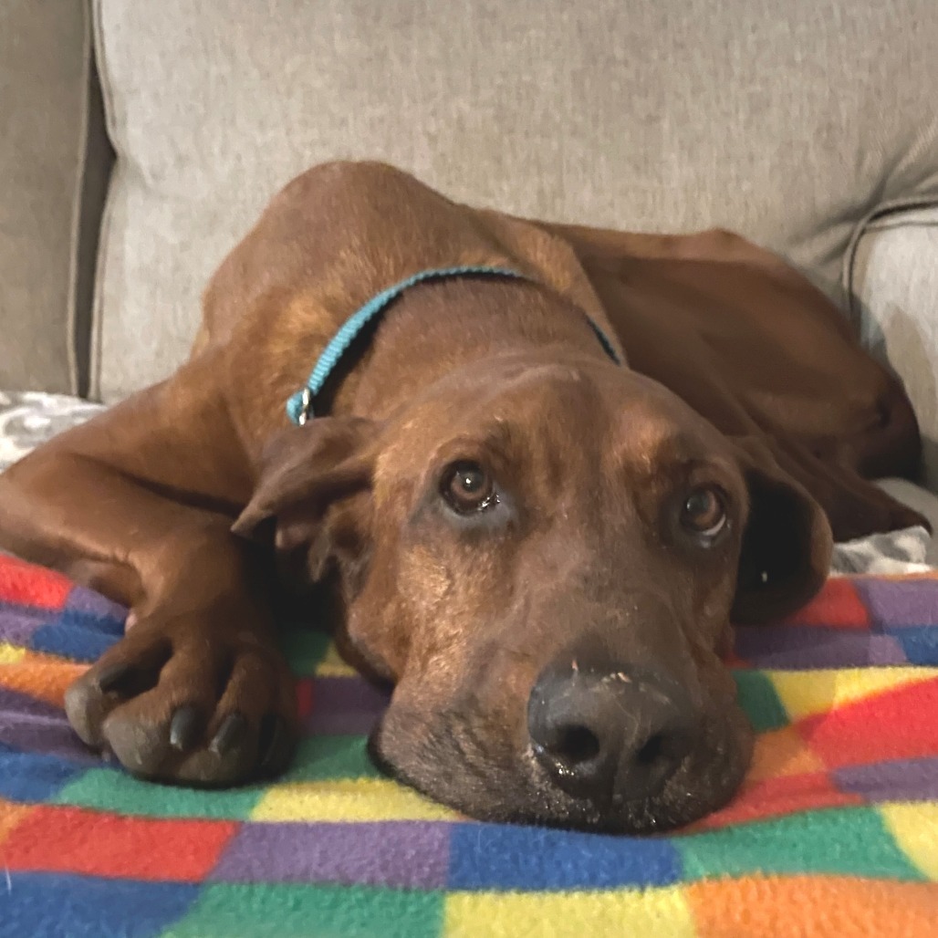 Ruby--In Foster