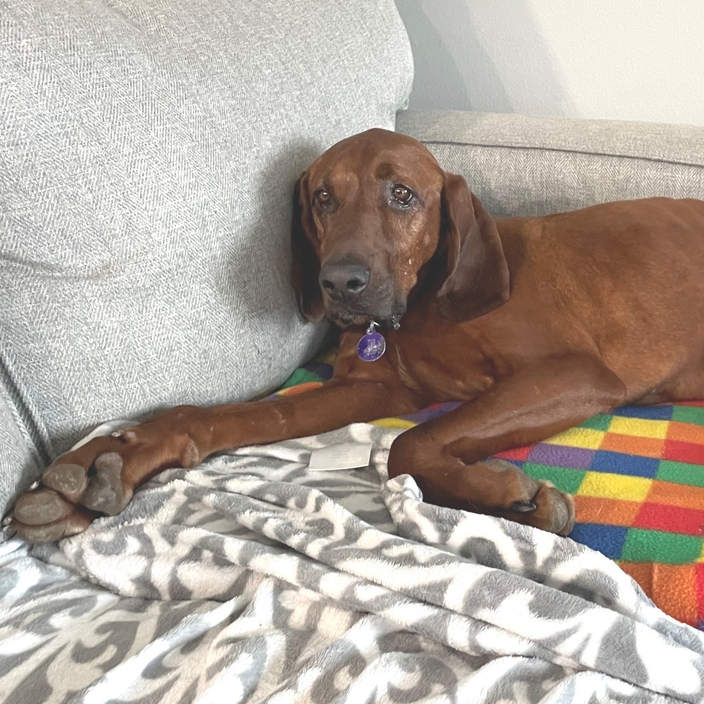 Ruby--In Foster