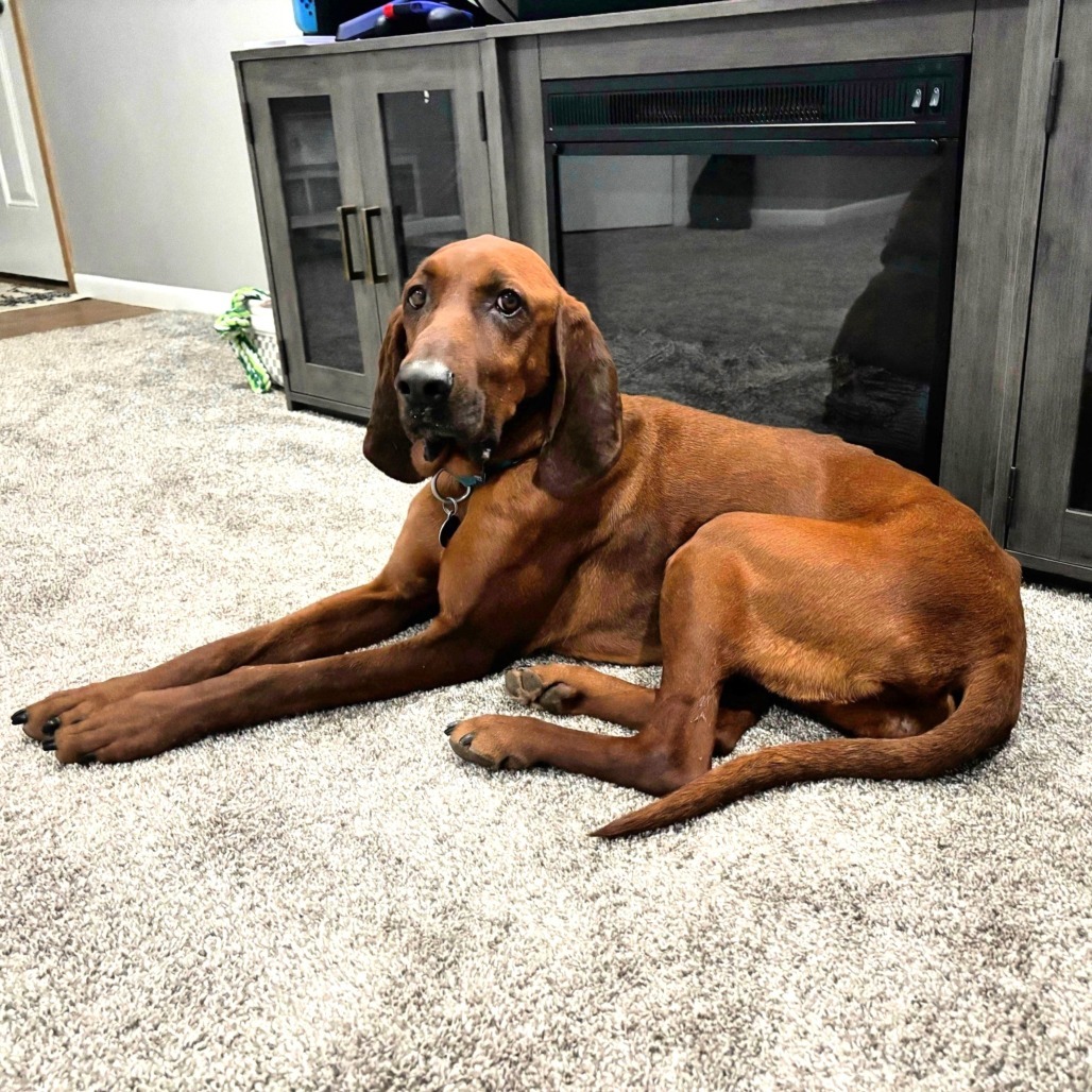 Ruby--In Foster