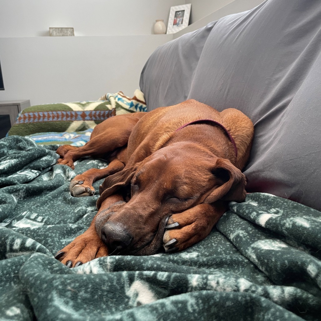 Ruby--In Foster