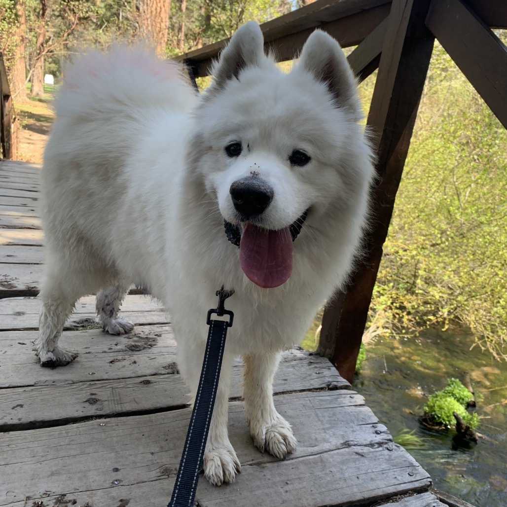 Nimbus, an adoptable Samoyed, Mixed Breed in Mount Shasta, CA, 96067 | Photo Image 1