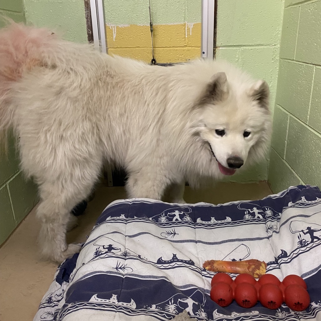 Nimbus, an adoptable Samoyed, Mixed Breed in Mount Shasta, CA, 96067 | Photo Image 2