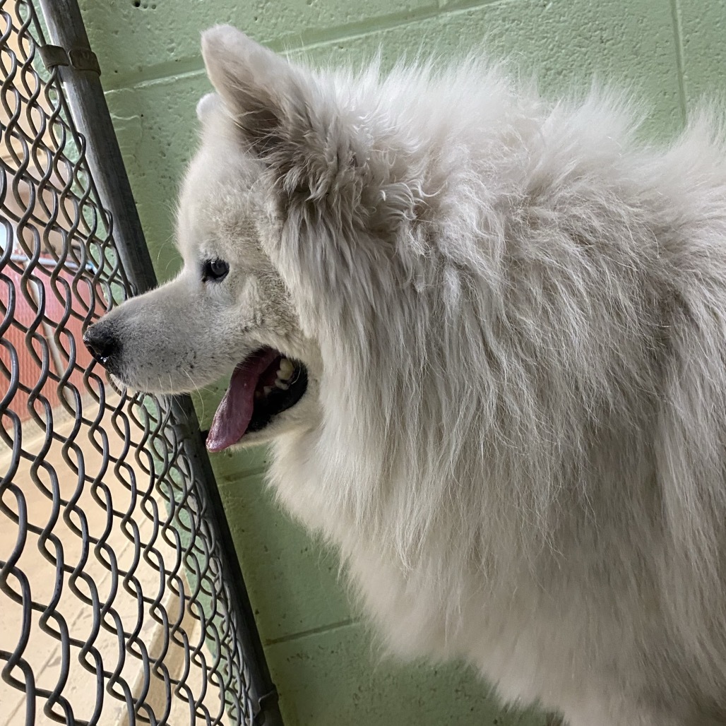 Nimbus, an adoptable Samoyed, Mixed Breed in Mount Shasta, CA, 96067 | Photo Image 3