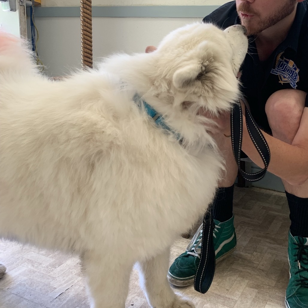 Nimbus, an adoptable Samoyed, Mixed Breed in Mount Shasta, CA, 96067 | Photo Image 4