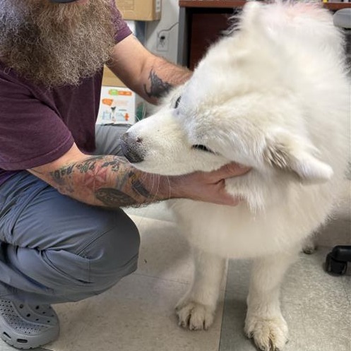 Nimbus, an adoptable Samoyed, Mixed Breed in Mount Shasta, CA, 96067 | Photo Image 5