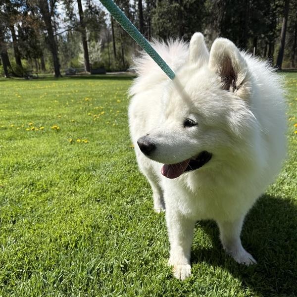 Nimbus, an adoptable Samoyed, Mixed Breed in Mount Shasta, CA, 96067 | Photo Image 6