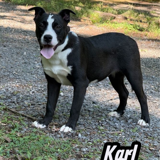 Karl