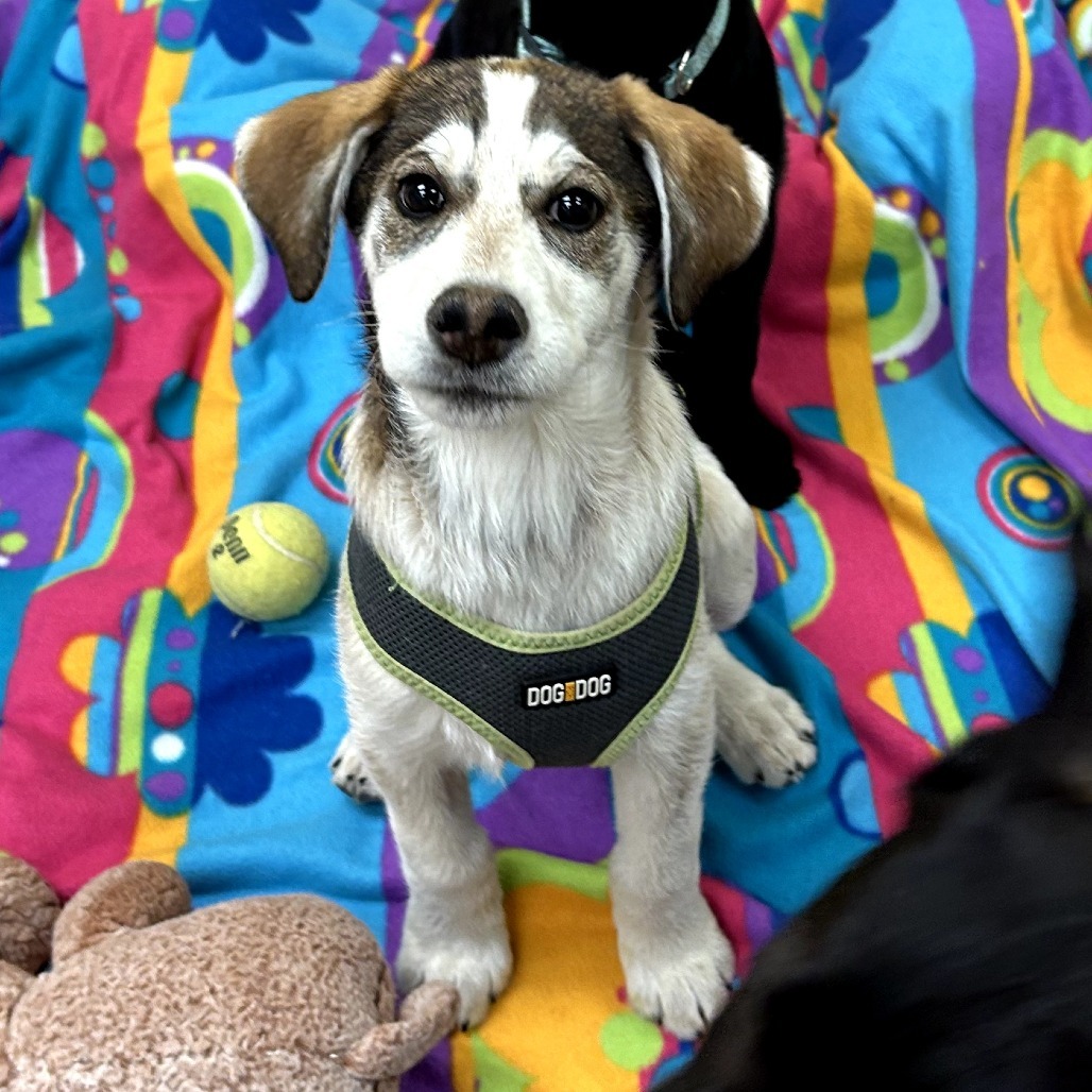 Clementine - Loves People & Dogs! Adopt $0!