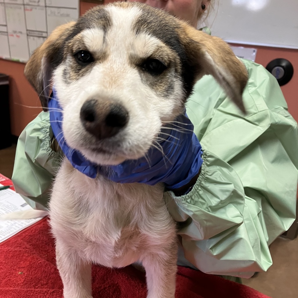 Clementine - Loves People & Dogs! Adopt $0!