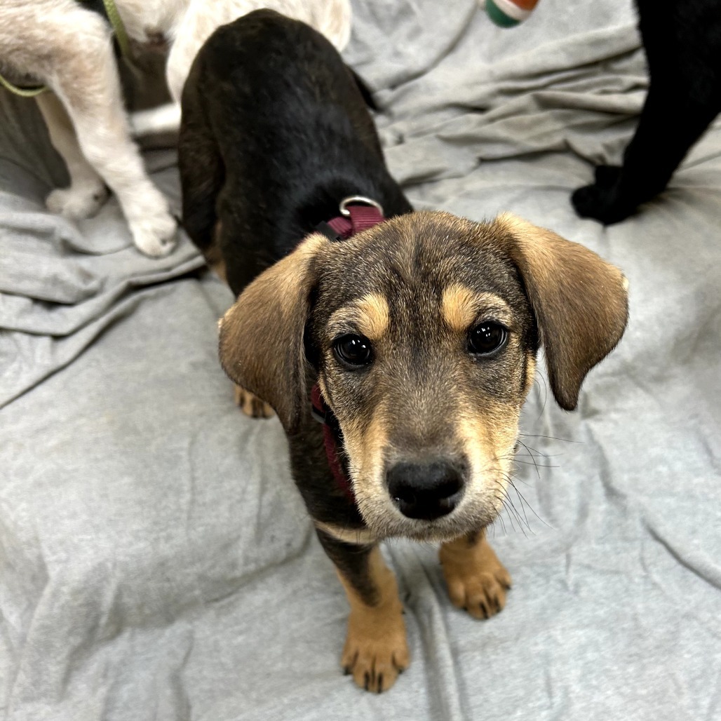 Bronze - Loves Dogs & Treats!