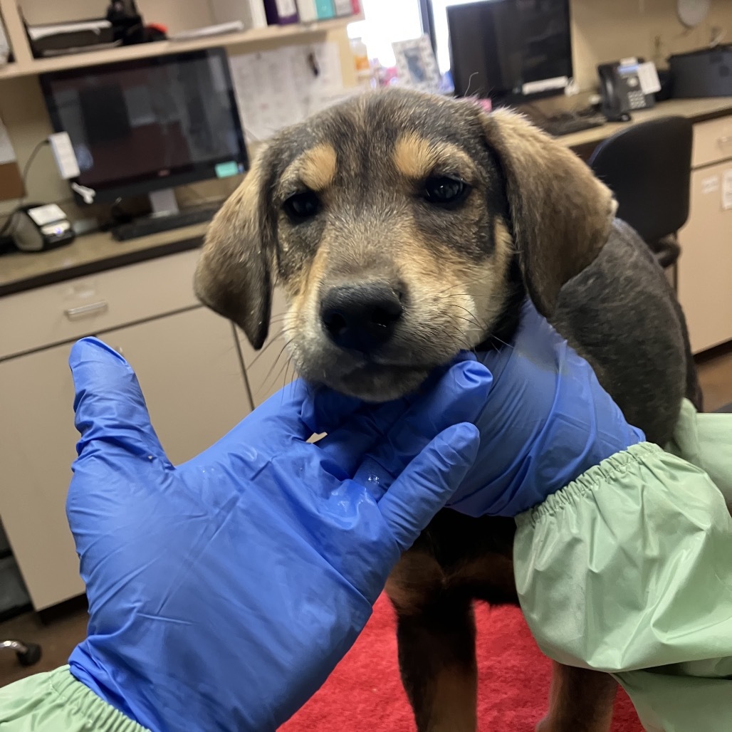 Bronze - Loves Dogs & Treats!