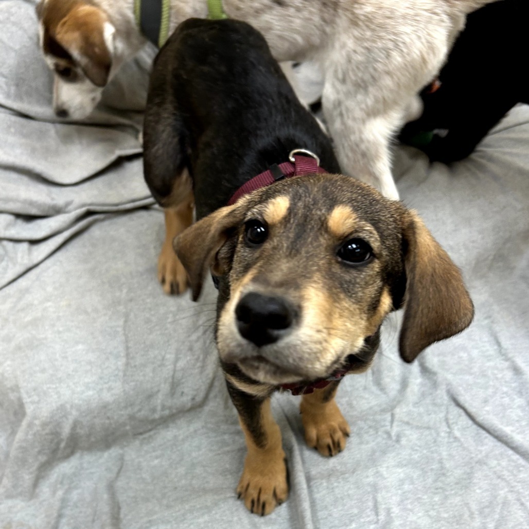 Bronze - Loves Dogs & Treats!