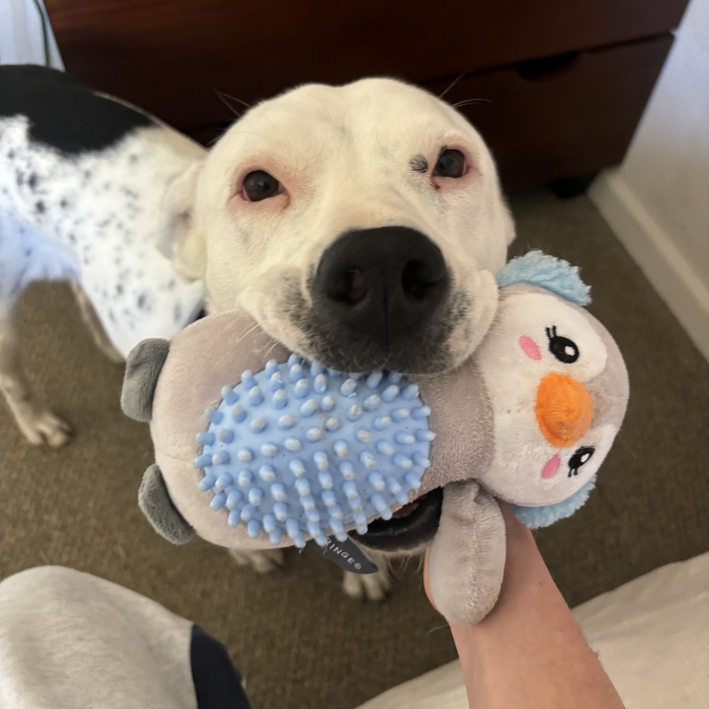 Cinder - Dog Friendly, Leash Trained! Adopt $0