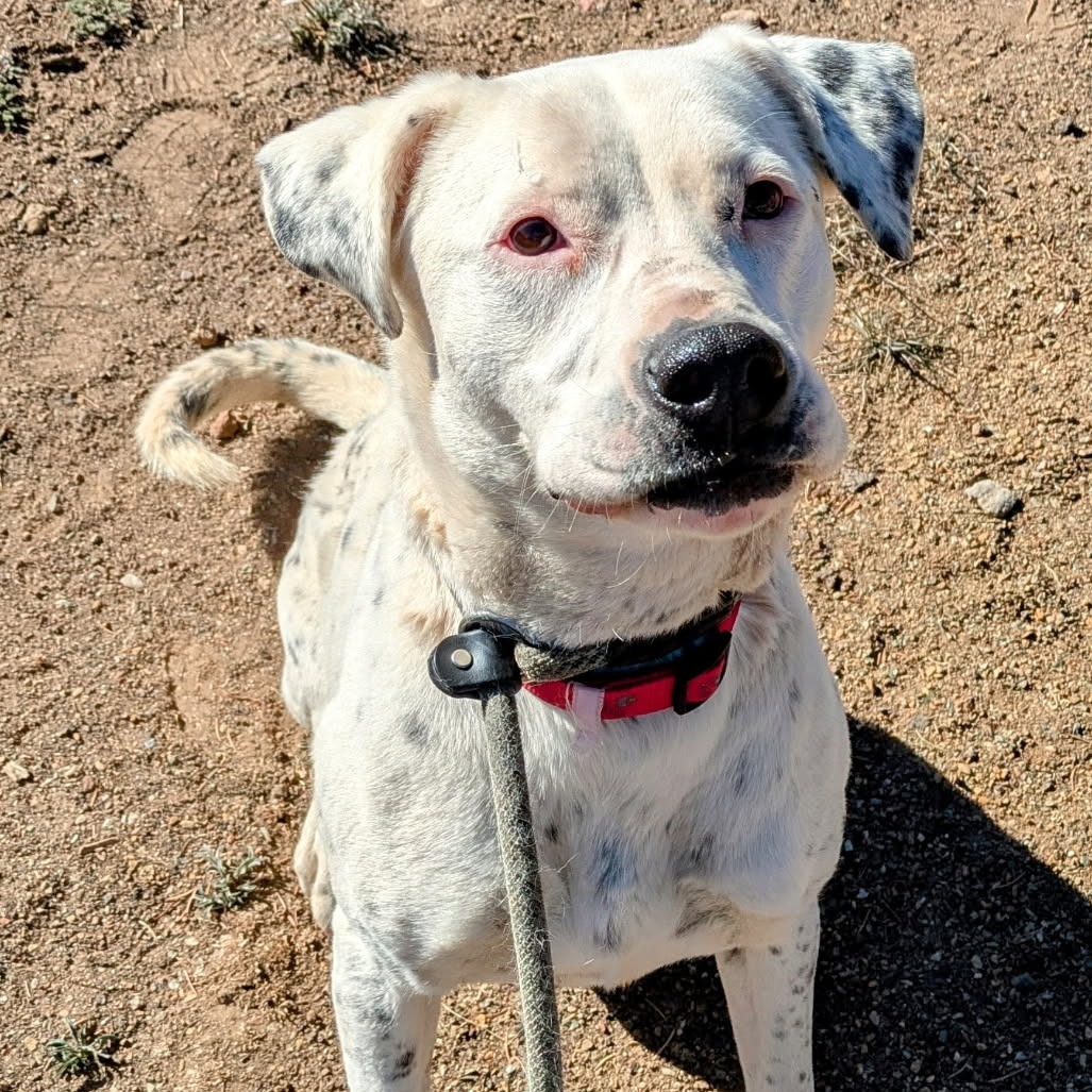 Cinder - Dog Friendly, Leash Trained! Adopt $0