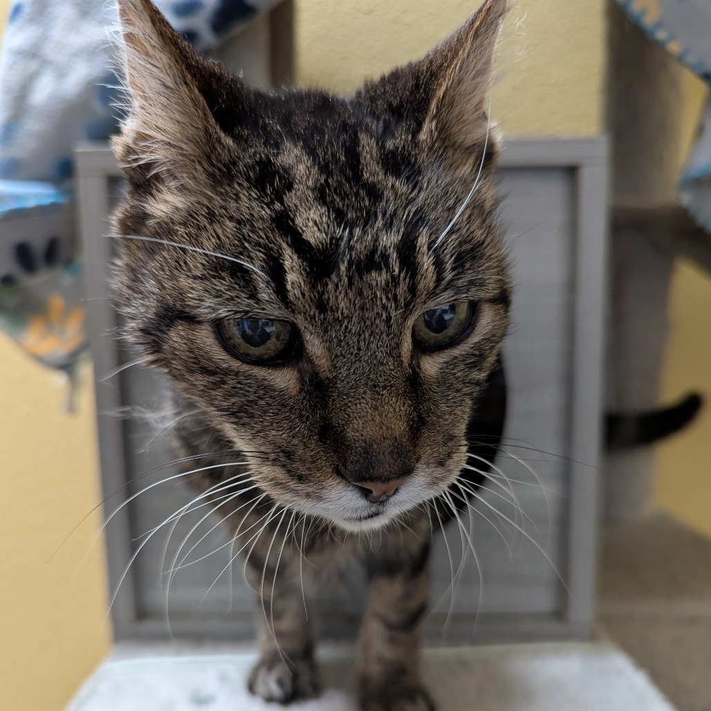 Piglet - Sweet senior darling! Adopt $25