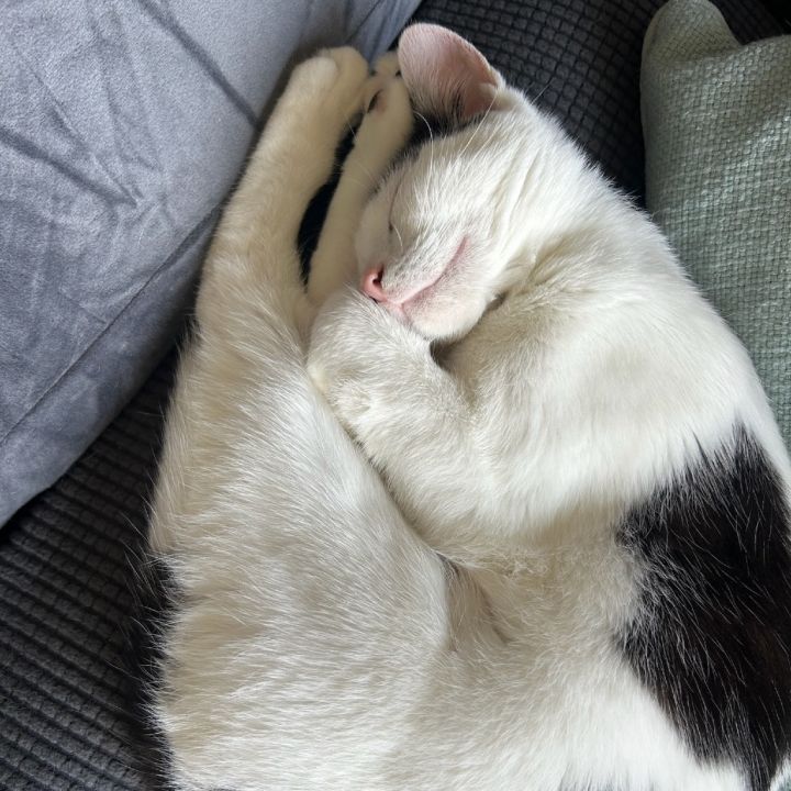 Cora 8