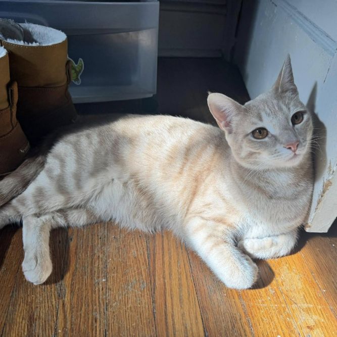 Tobias