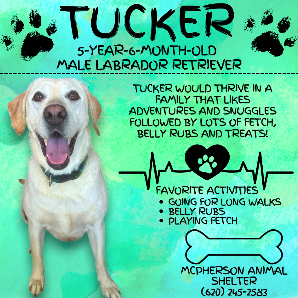 Tucker, an adoptable Labrador Retriever in McPherson, KS, 67460 | Photo Image 1