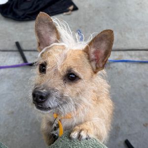 Healthy House-trained Fully vaccinated Spayedneutered Dog-friendly At first Paulo can be frightene