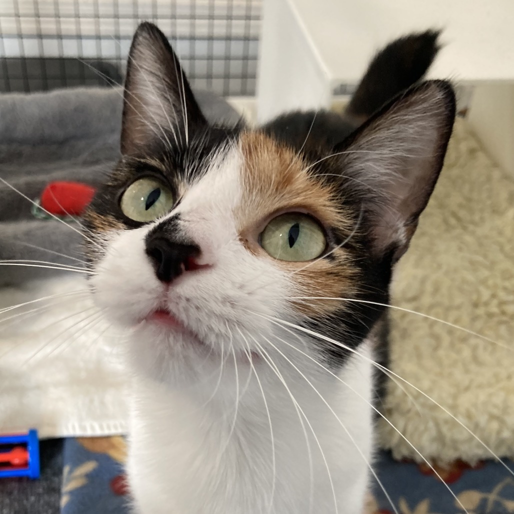 Phoenix is at Petsmart Grand Junction