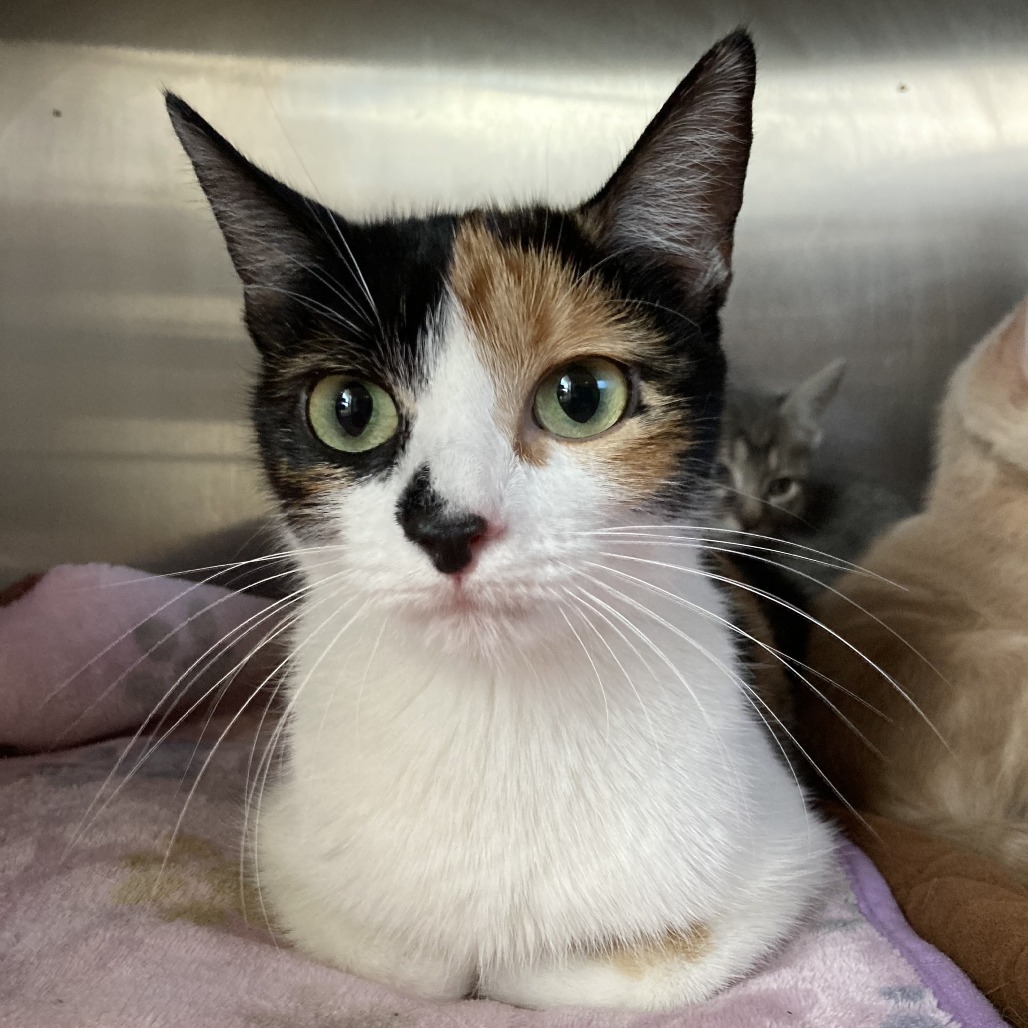 Phoenix is at Petsmart Grand Junction