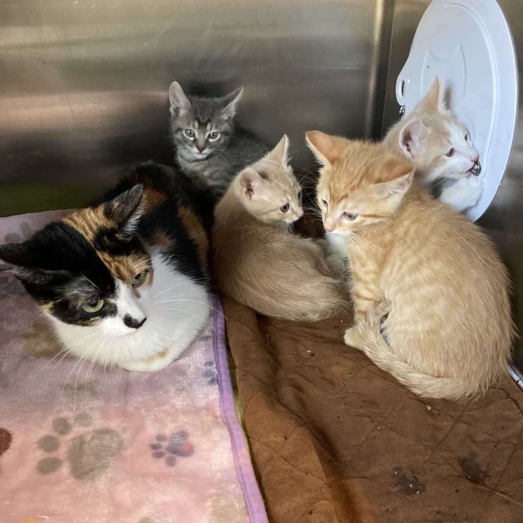 Phoenix is at Petsmart Grand Junction