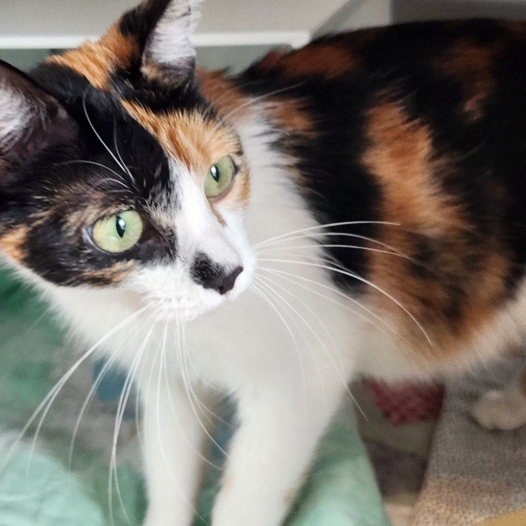 Phoenix is at Petsmart Grand Junction