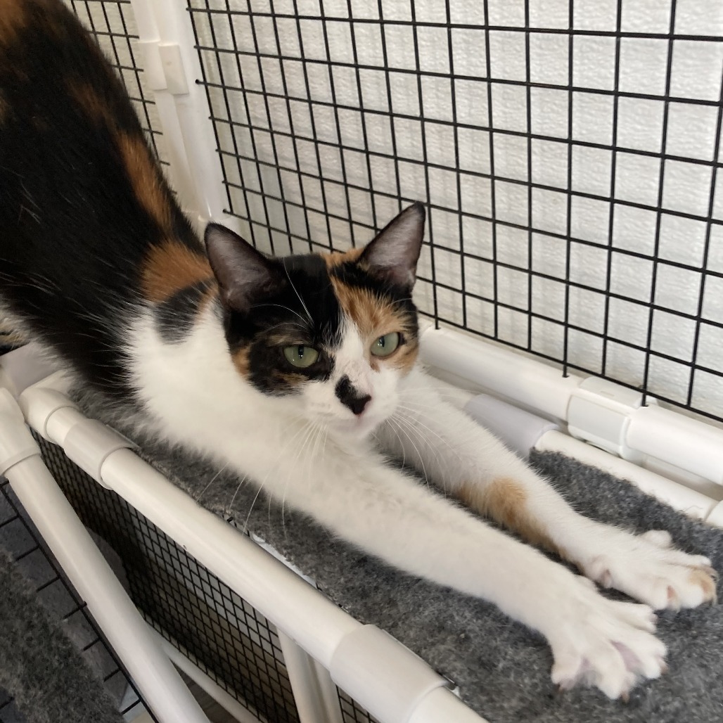 Phoenix is at Petsmart Grand Junction