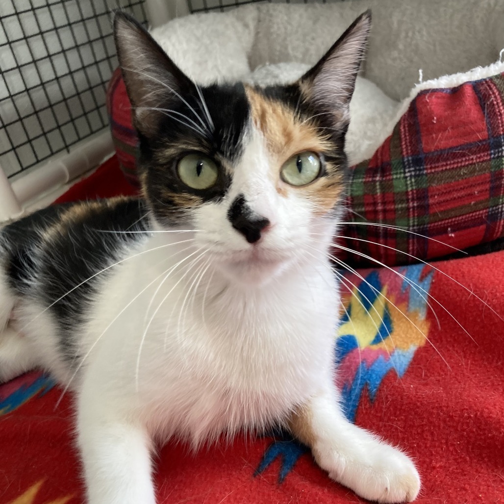 Phoenix is at Petsmart Grand Junction