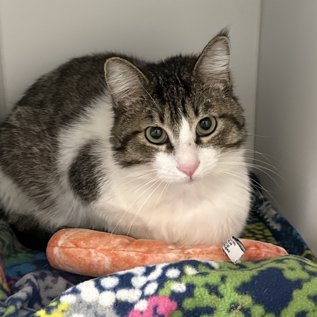 Sailor, an adoptable Domestic Short Hair in Park City, UT, 84098 | Photo Image 1